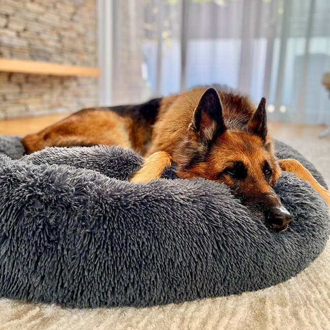 German shepherd curled in the dark grey Nuzzinel Snooze calming donut dog bed