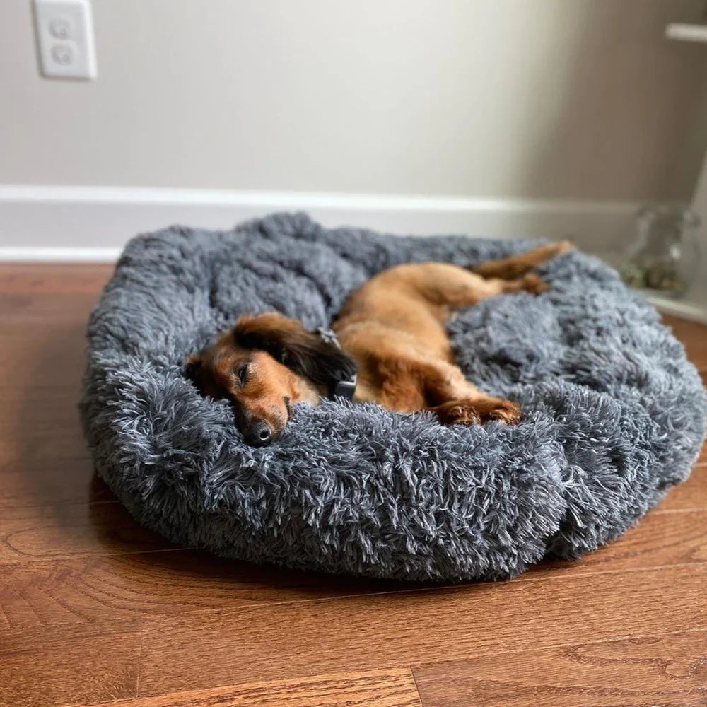 Dachshund relaxing in the dark grey Nuzzinel Snooze calming donut dog bed