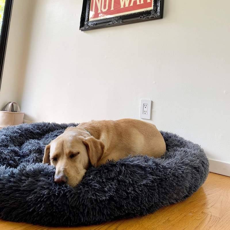 Labrador resting in the dark grey Nuzzinel Snooze calming donut dog bed