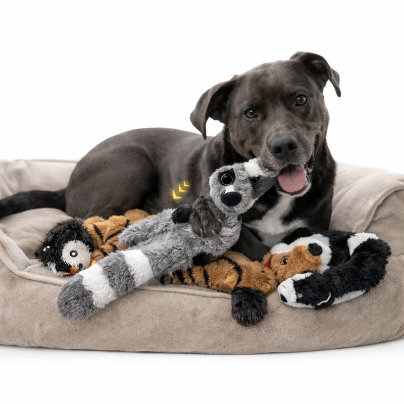 Dog resting on a bed with Rascal crinkle squeaky dog toys