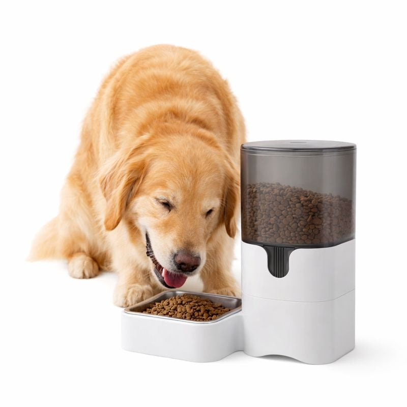 Golden retriever eating a meal from the Chef smart automatic dog feeder