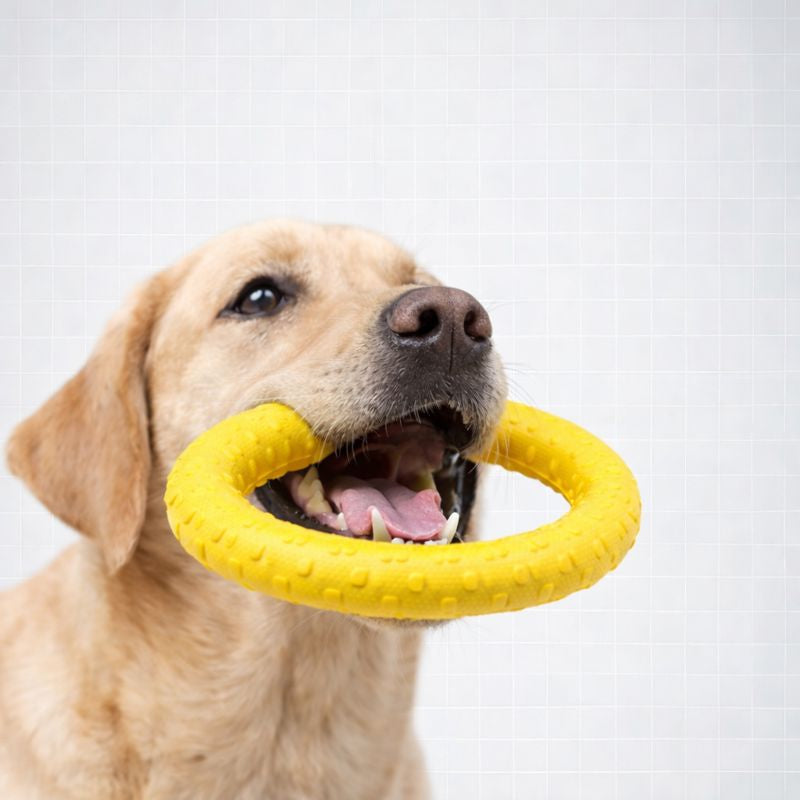 Golden retriever holding the Romp yellow EVA disc toy