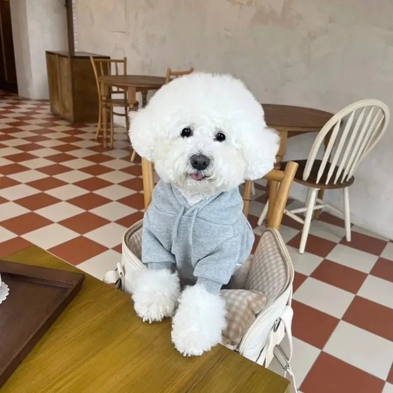 Dog in a gray plush dog hoodie relaxing at a cafe