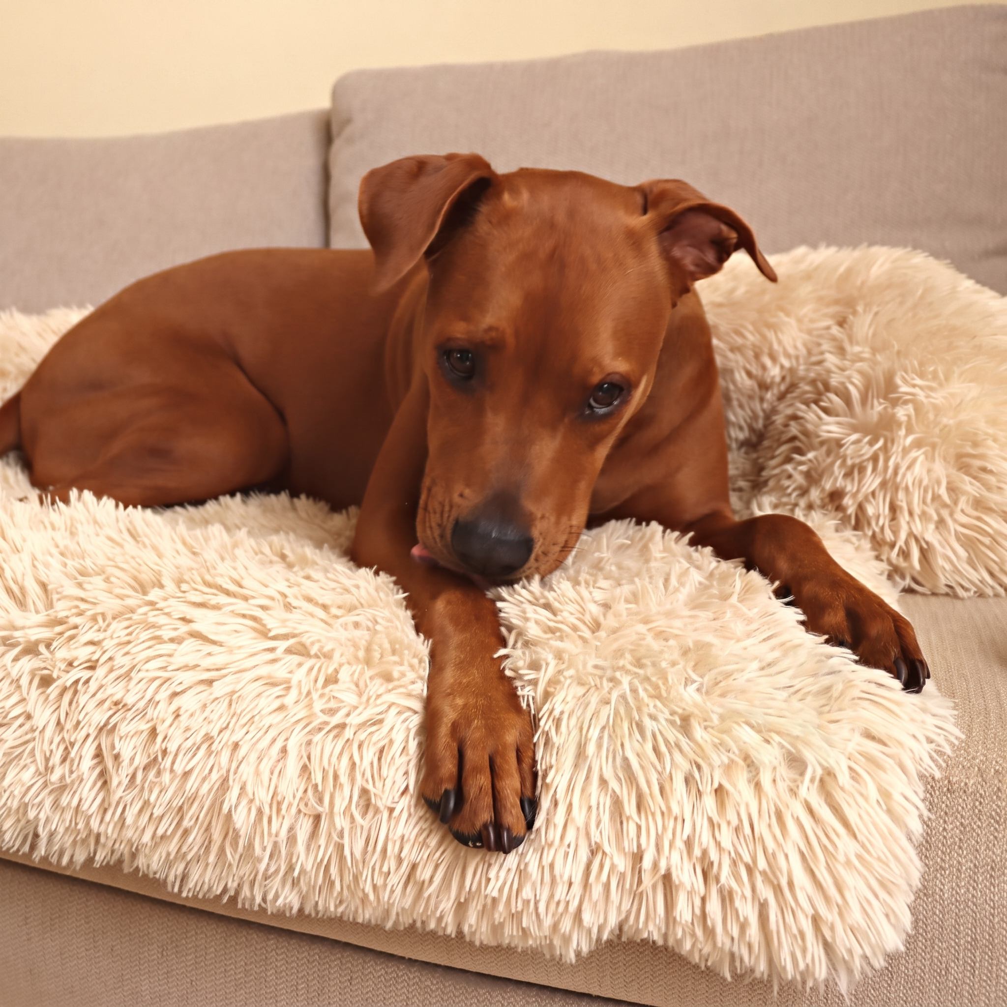 Teddy Fluffy Sofa Dog Bed