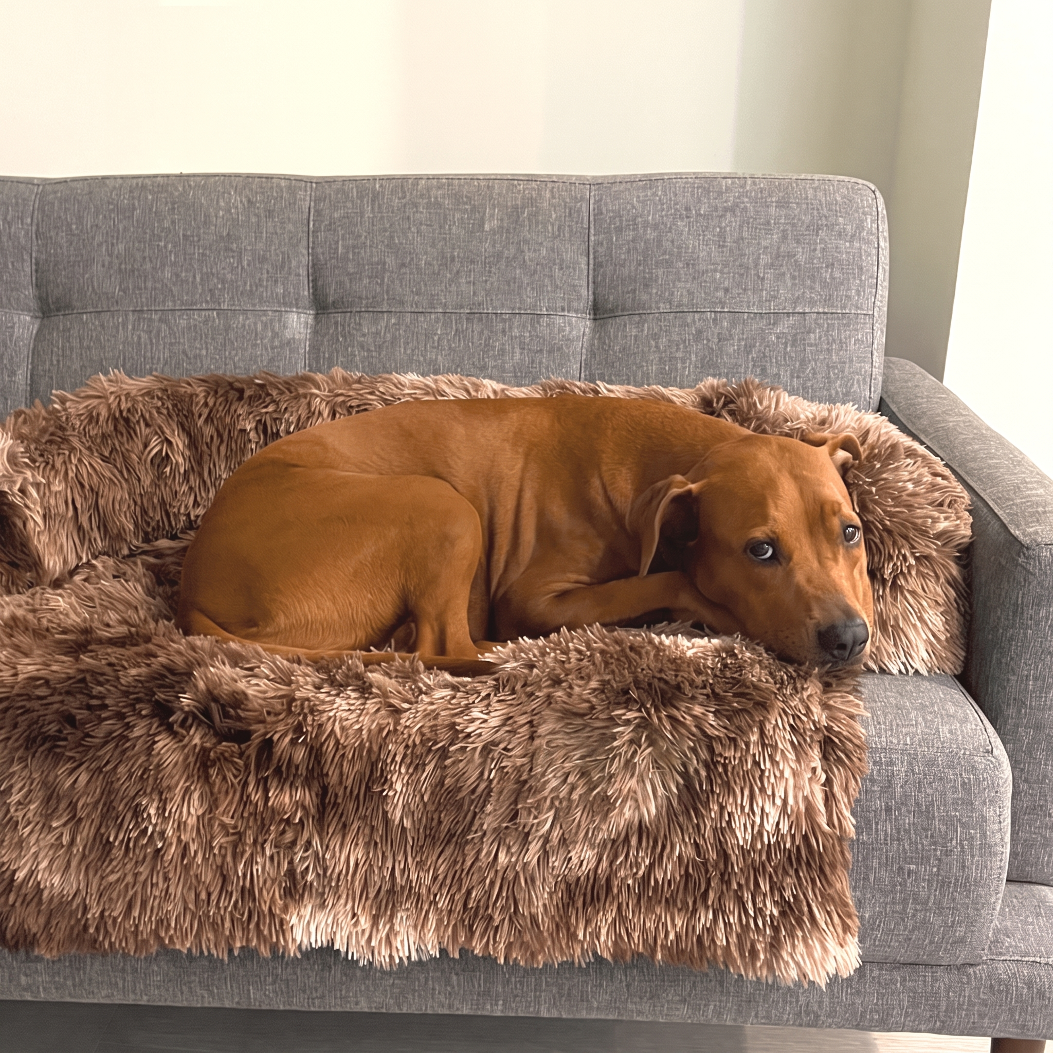 Brown-beige Nuzzinel Teddy fluffy sofa dog bed with a dog on a couch