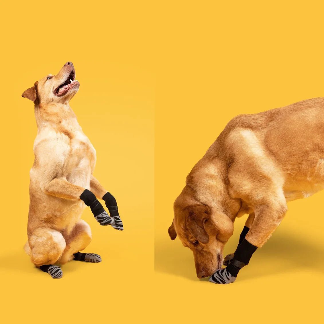 Dog playing in the Grippy Anti-Slip Dog Socks