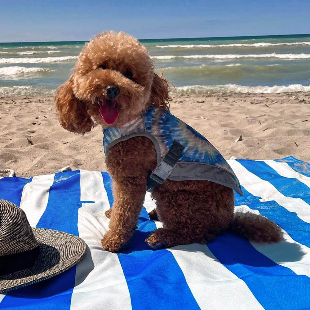 Dog on a Wander Santorini blue-stripe picnic blanket at the beach