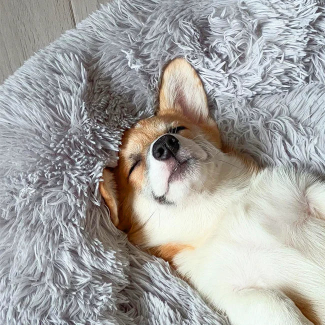 Corgi sleeping in the light grey Nuzzinel Snooze calming donut dog bed
