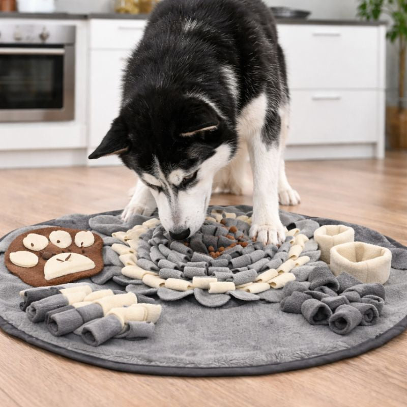 Husky sniffing for hidden treats in the Truffle snuffle dog mat