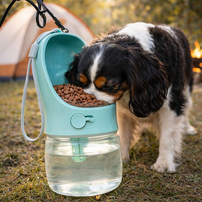 Cavalier spaniel eating from the Sip portable dog water bottle