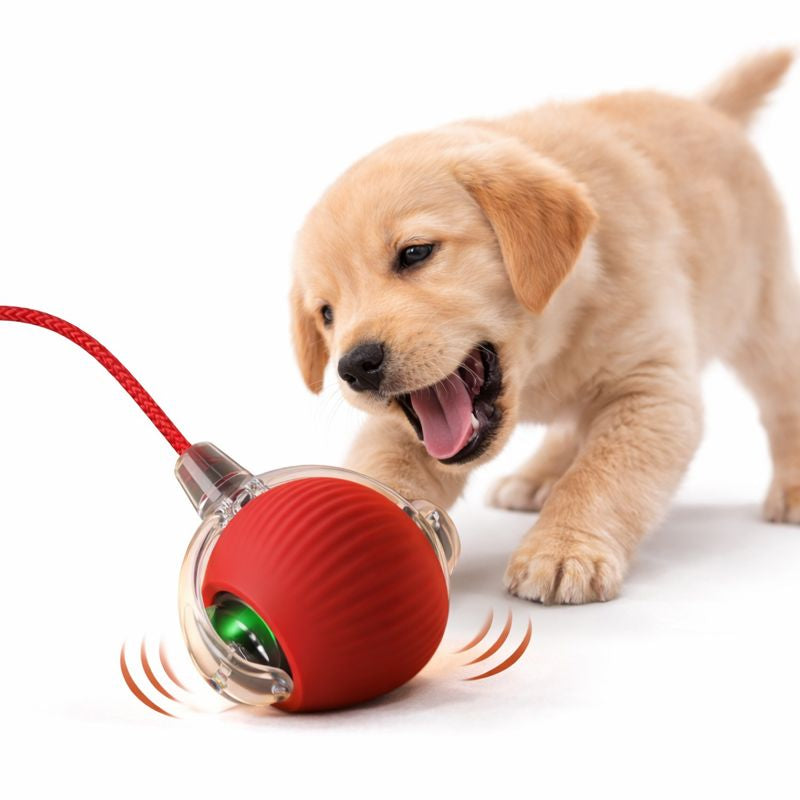 Puppy pouncing on the red Scoot smart rolling dog ball