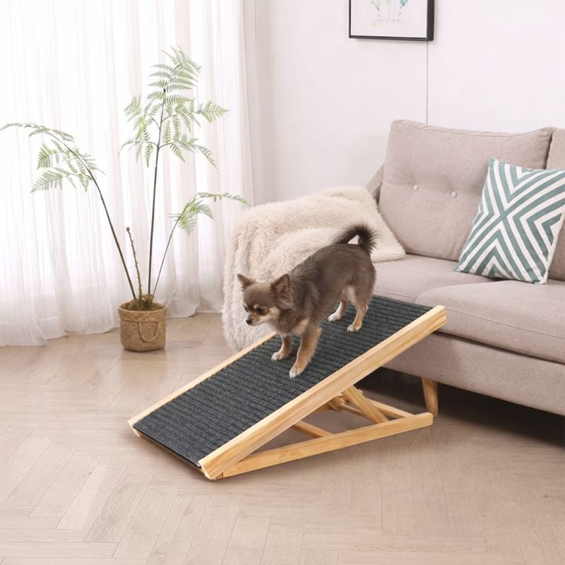 Chihuahua walking down the Amble folding dog ramp from a sofa