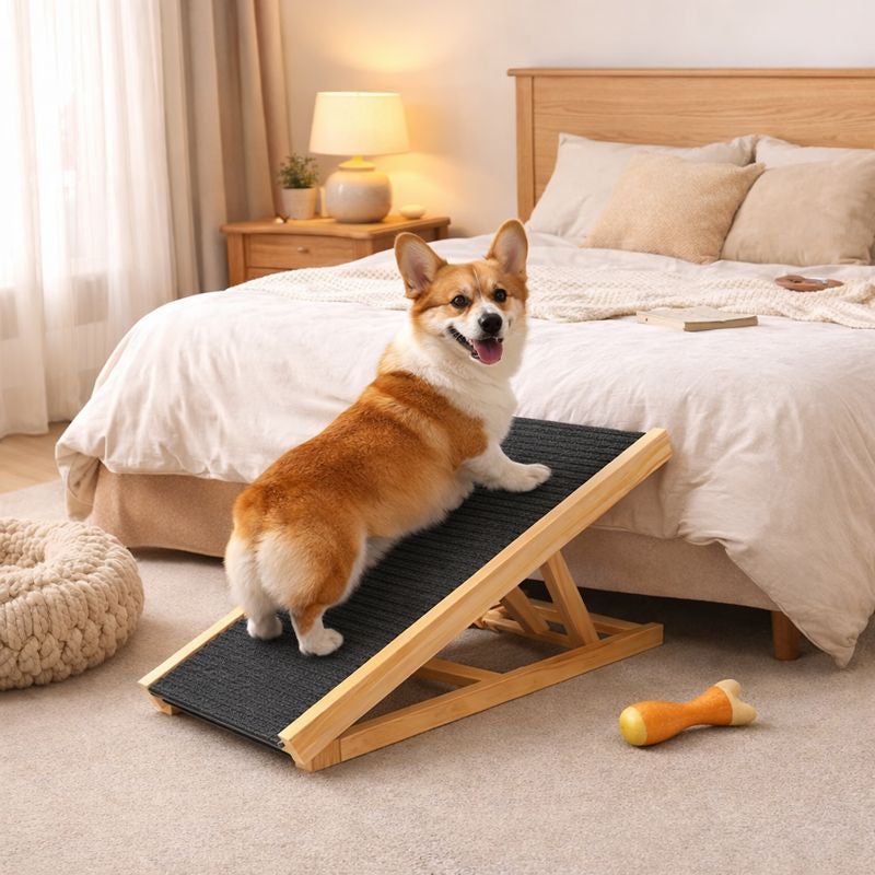 Corgi using the Amble folding dog ramp beside a bed