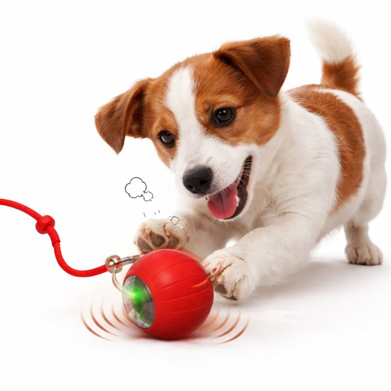 Jack Russell chasing the red Scoot smart rolling dog ball