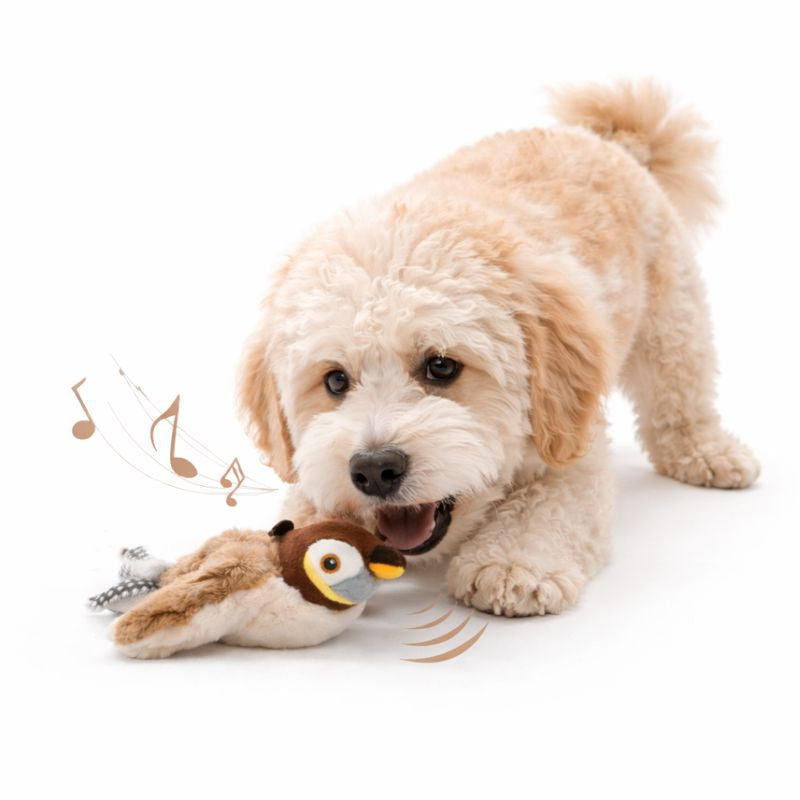 Fluffy cream dog playing with the Flit chirping bird toy