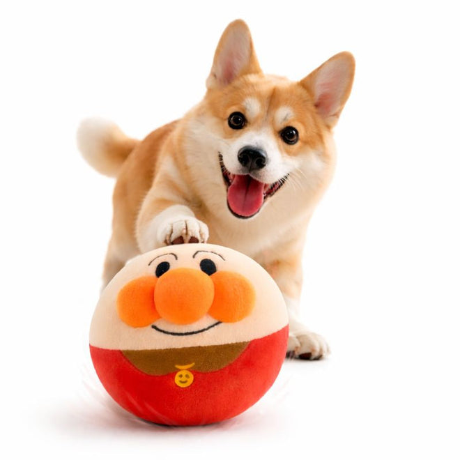 Corgi playing with the Bounce automatic rolling dog ball
