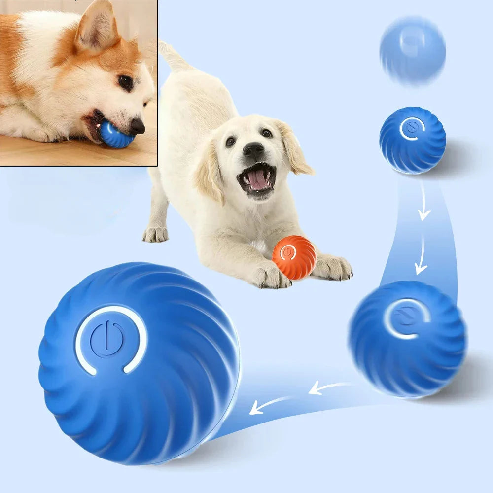 Dogs playing with the Zoom automatic moving dog ball