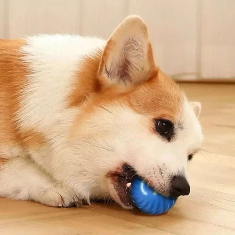 Corgi playing with the blue Zoom automatic moving dog ball
