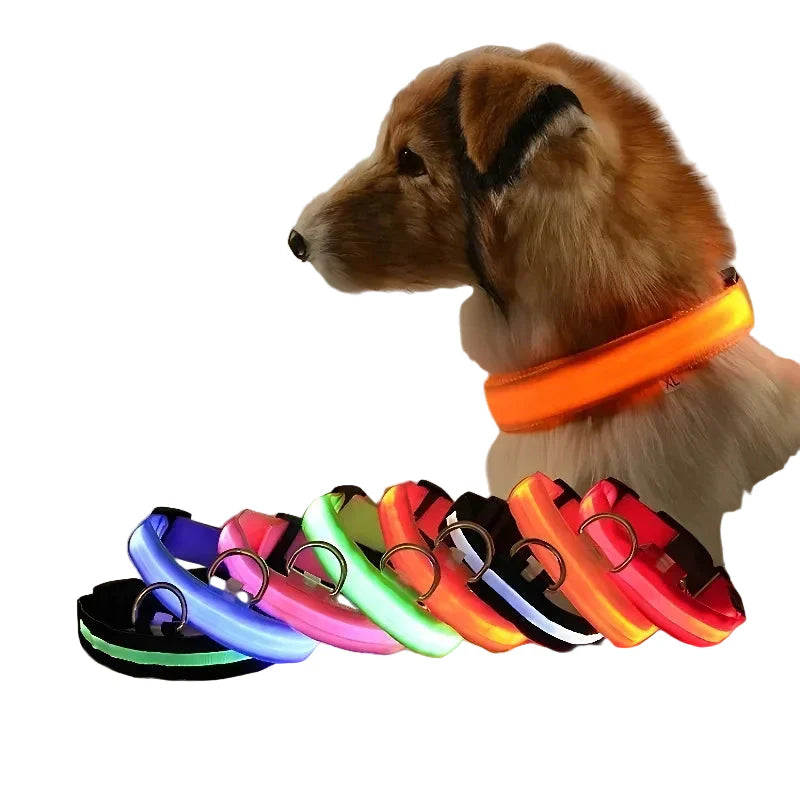 Dog wearing an orange Glimmer LED collar with the full color range shown