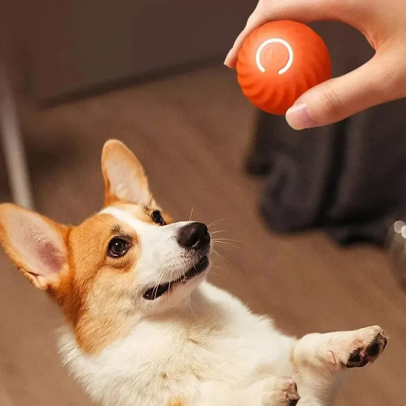 Corgi with the orange Zoom automatic moving dog ball