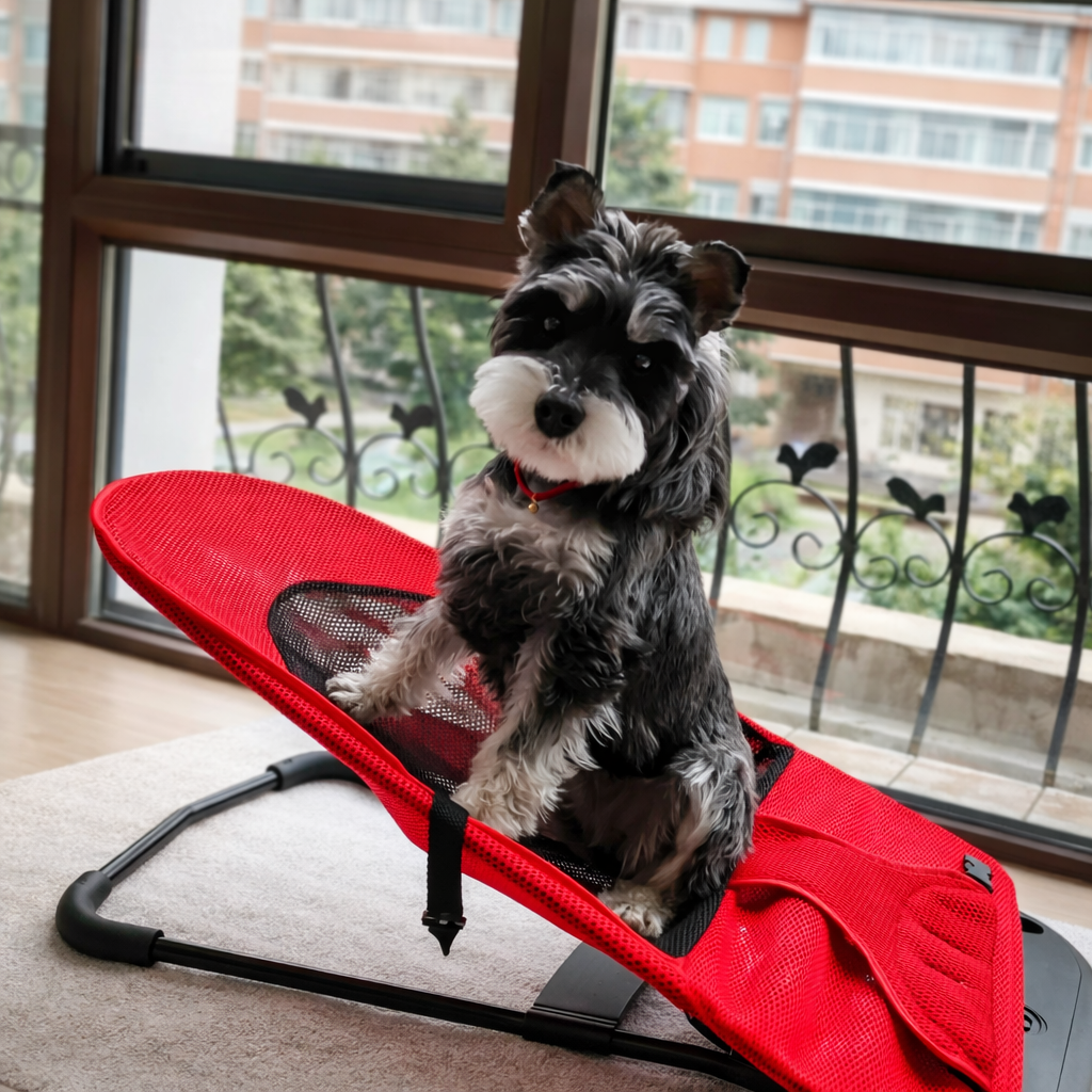 Schnauzer resting in the Sway rocking dog bed by a sunlit window