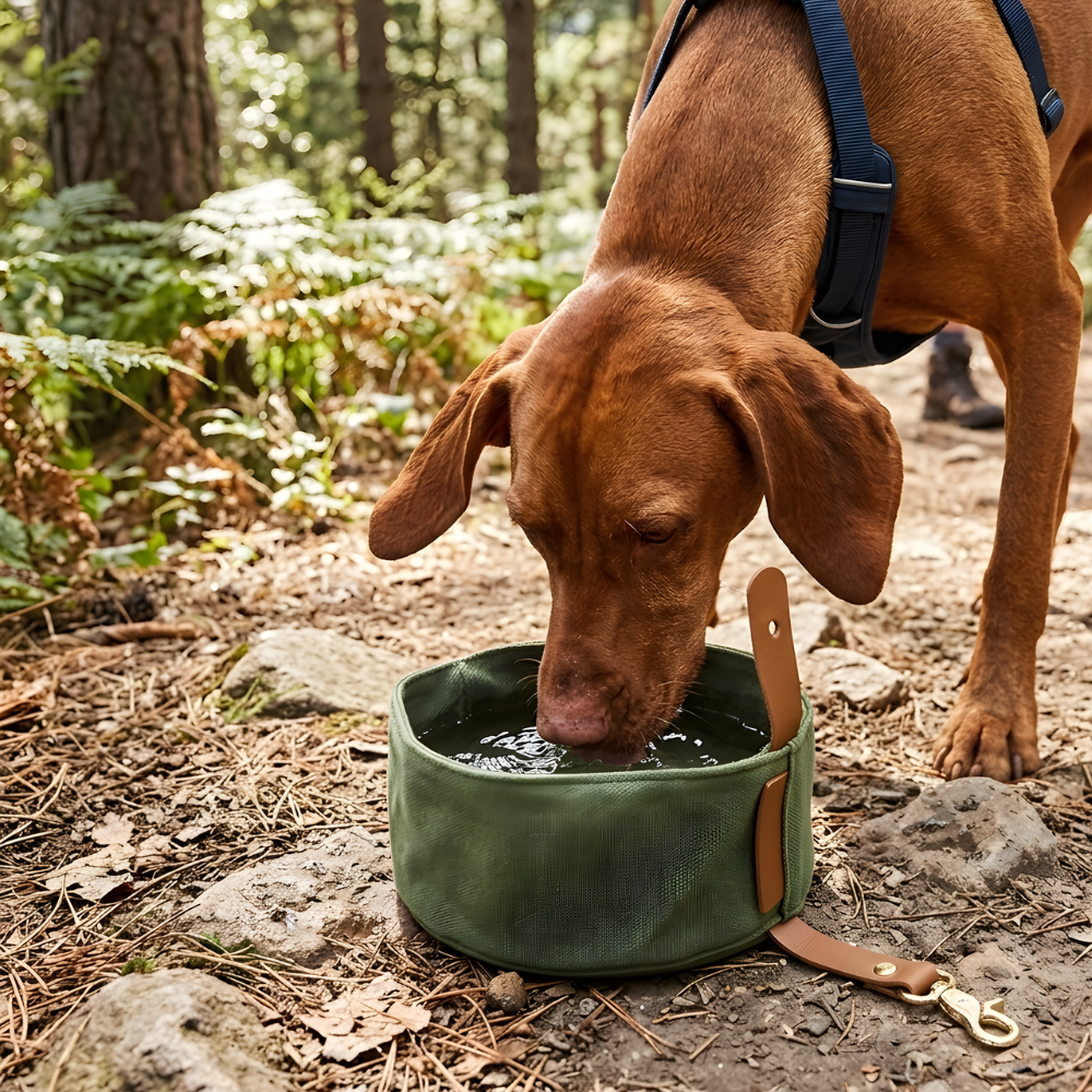 Dog drinking from the green Nuzzinel Pebble foldable travel dog bowl on a trail