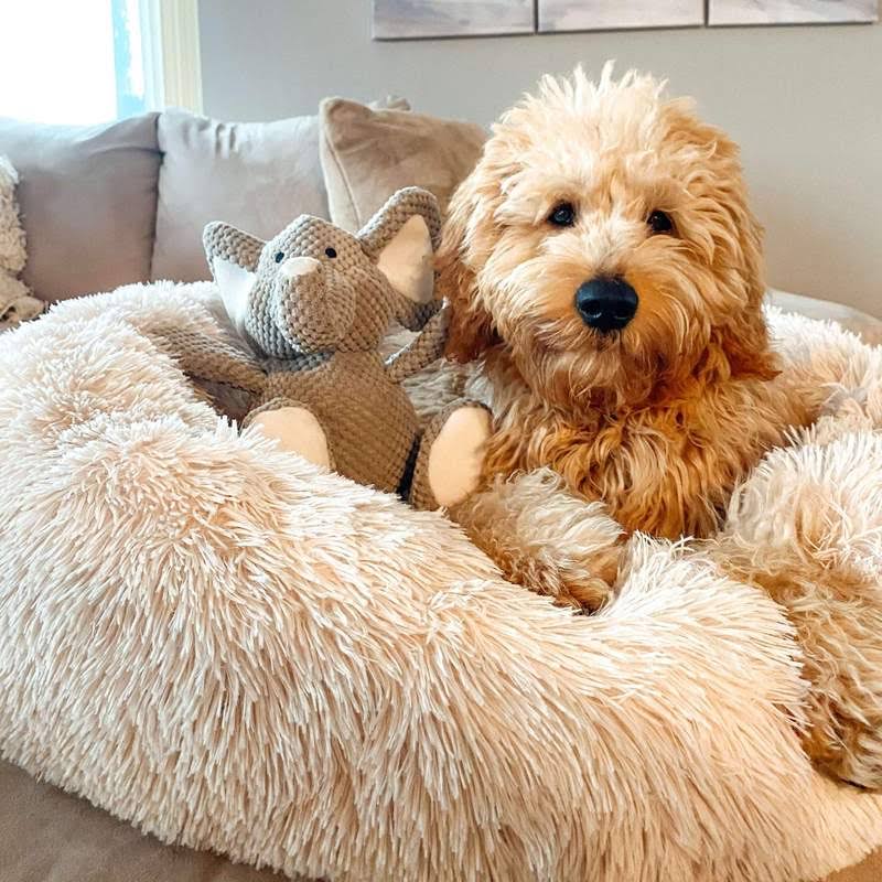 Beige Nuzzinel Snooze calming donut dog bed with a fluffy dog