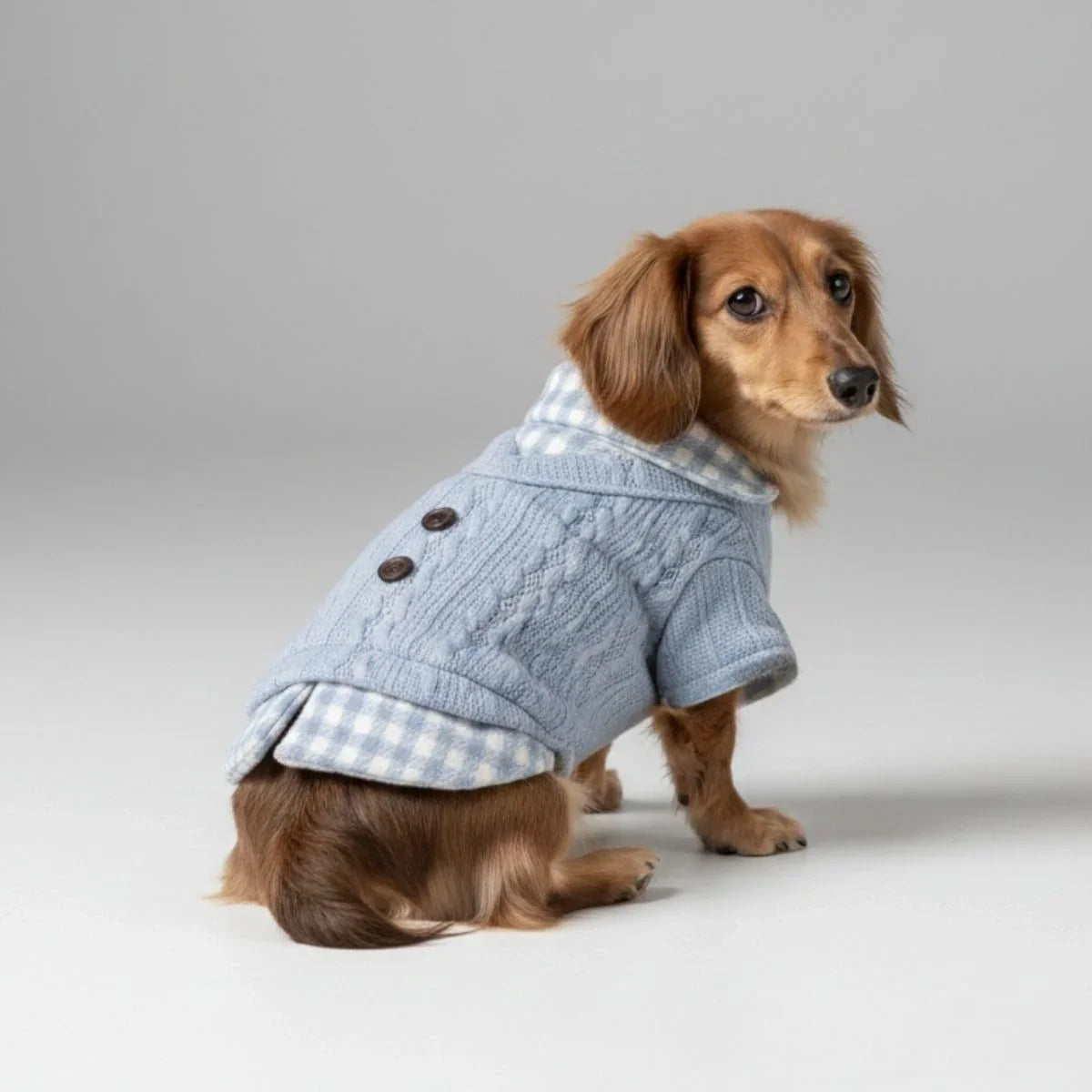 Small dog wearing a blue cable-knit dog sweater with a gingham plaid collar