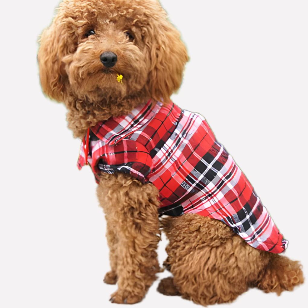 Poodle wearing a red plaid button-down dog shirt