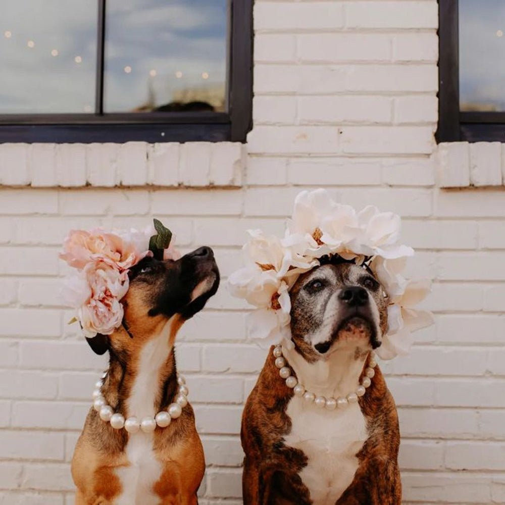 Two dogs wearing the Coco pearl dog necklace