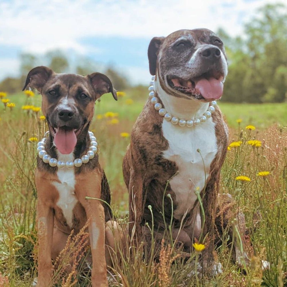 Dogs wearing the Coco pearl dog necklace outdoors