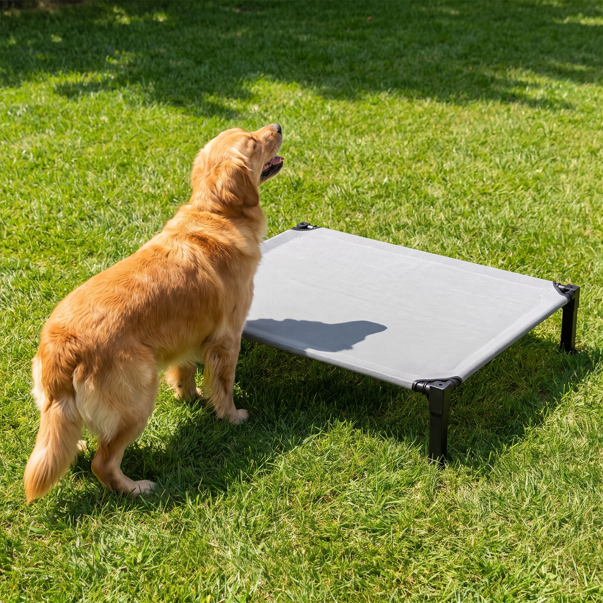 Dog about to hop onto the Perch elevated cooling dog bed