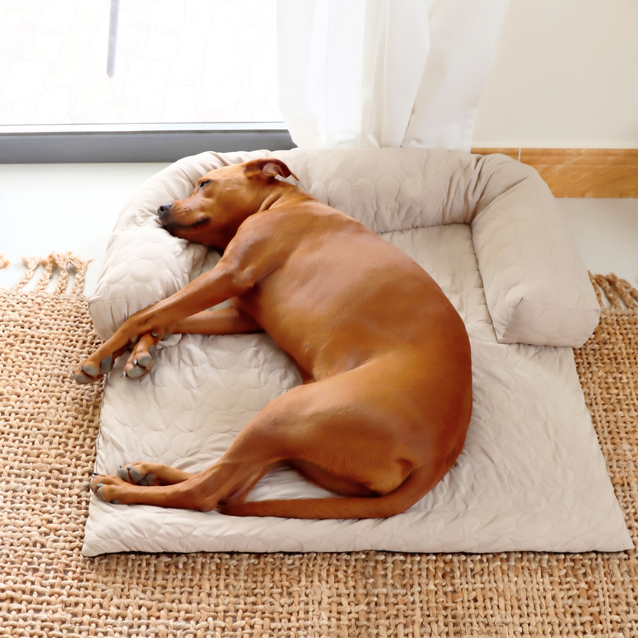 Dog cooling off on the beige Nuzzinel Polar cooling sofa dog bed