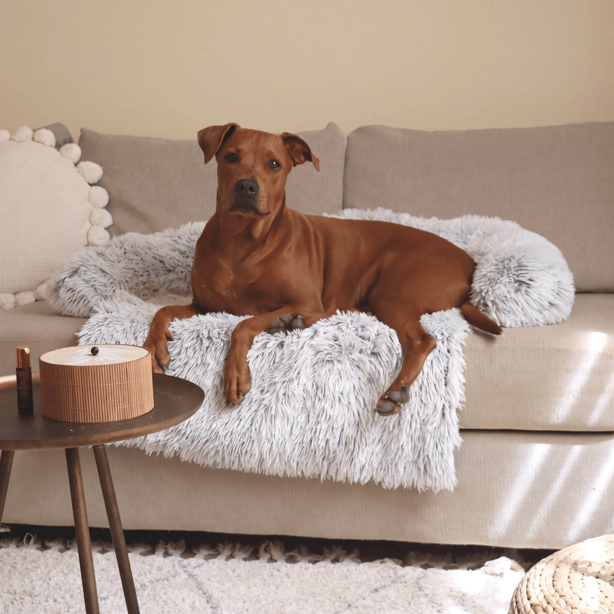Light grey Nuzzinel Teddy fluffy sofa dog bed with a dog on a couch