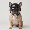 French Bulldog wearing the black Maverick dog helmet and goggles set