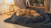 Pomeranian snuggled on the dark grey Velvet plush dog blanket
