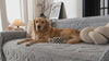 Harper light-grey jacquard plush sofa cover with a Golden Retriever