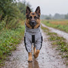 Dog in the grey reflective Drizzle raincoat walking calmly along a wet path in light rain