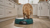 Labrador eating a meal from the Butler automatic dog feeder