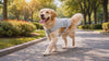 A dog wearing the Chill Cooling Dog Vest trotting on a sunny path