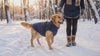 Golden Retriever in the navy Aspen waterproof winter dog coat walking with its owner in the snow