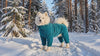 Samoyed wearing a turquoise fleece dog jumpsuit on a snowy trail