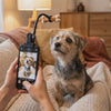 Dog looking at the toy on the Snap Dog Photo Clip while being photographed
