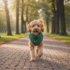 Goldendoodle wearing the green Toasty fleece dog sweater walking on an autumn path