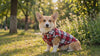 Corgi in a red plaid flannel button-down dog shirt in a sunny park
