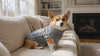 Corgi in a grey cable-knit turtleneck dog sweater relaxing on a couch