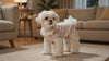 Maple fleece dog sweater model video