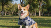 Corgi wearing a blue plaid button-down dog shirt in a sunny park