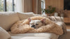 White French Bulldog snuggling into the apricot Cocoon plush dog blanket on a sofa
