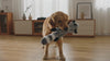 Dog shaking and chasing a Rascal crinkle squeaky dog toy
